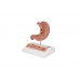 model przekroju żołądka człowieka z wrzodami - 3b smart anatomy - 1000304 [k17] 3b scientific modele anatomiczne 4